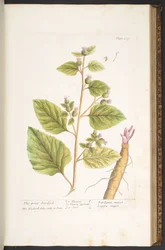 Tavola 117, da 
