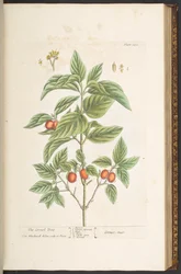 Tavola 121, da 