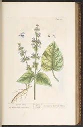 Tavola 122, da 