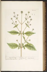 Tavola 124, da 
