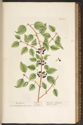 Tavola 135, da 