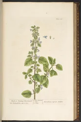 Tavola 136, da 