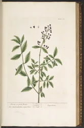 Tavola 140, da 