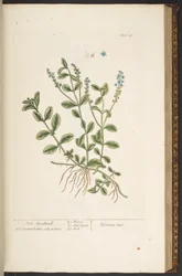 Tavola 143, da 