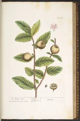 Tavola 154, da 