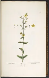 Tavola 15, Erba di San Giovanni, da 