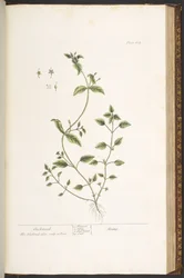 Tavola 164, da 