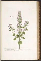 Tavola 166, Calaminta montana, da 