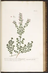 Tavola 167, da 