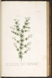 Tavola 168, da 