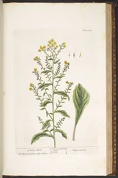 Tavola 169, Verga d