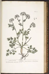 Tavola 172, da 