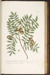 Tavola 174, da 