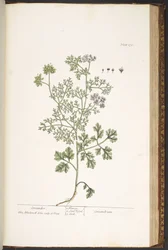 Tavola 176, da 