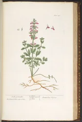 Tavola 180, da 