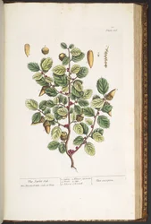 Tavola 186, da 