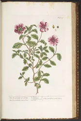 Tavola 197, da 