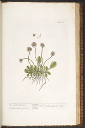 Tavola 200, Margherita selvatica, da 