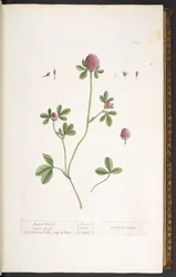 Tavola 20, Trifoglio rosso, da 