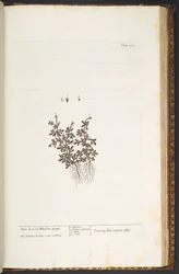 Tavola 212, da 