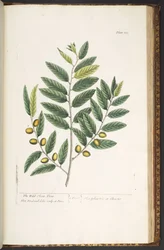 Tavola 213, da 