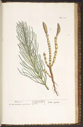 Tavola 217, Equiseto, da 