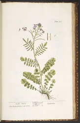 Tavola 223, da 