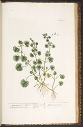 Tavola 225, da 