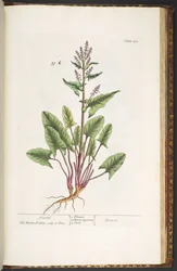 Tavola 230, da 