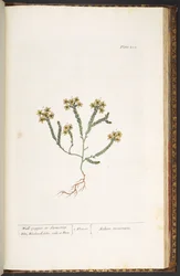 Tavola 232, da 
