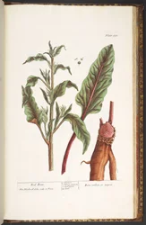 Tavola 235, da 