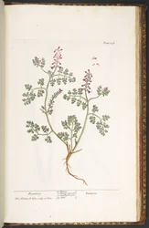 Tavola 237, Fumaria, da 