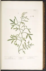 Tavola 23, Crescione, da 