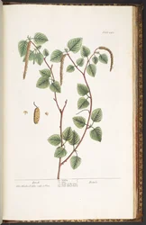 Tavola 240, da 