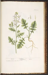 Tavola 242, da 