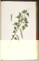 Tavola 248, da 