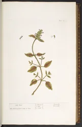 Tavola 24, Prunella, da 