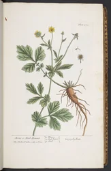 Tavola 253, da 