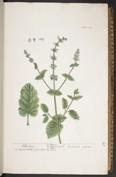 Tavola 258, da 