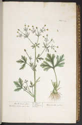 Tavola 259, da 