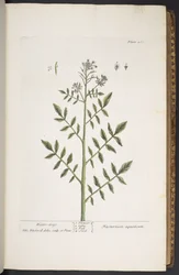 Tavola 260, da 