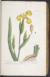 Tavola 261, da 