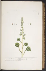 Tavola 263, da 