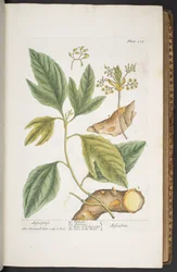 Tavola 267, da 