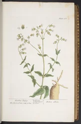 Tavola 268, da 