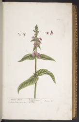 Tavola 273, da 