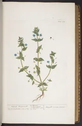 Tavola 274, da 