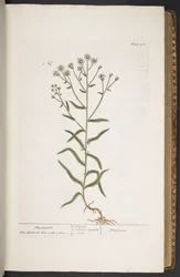 Tavola 276, da 