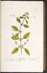 Tavola 27, Balsamo, da 