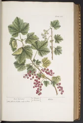 Tavola 285, da 